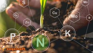 فوائد النيتروجين للنبات